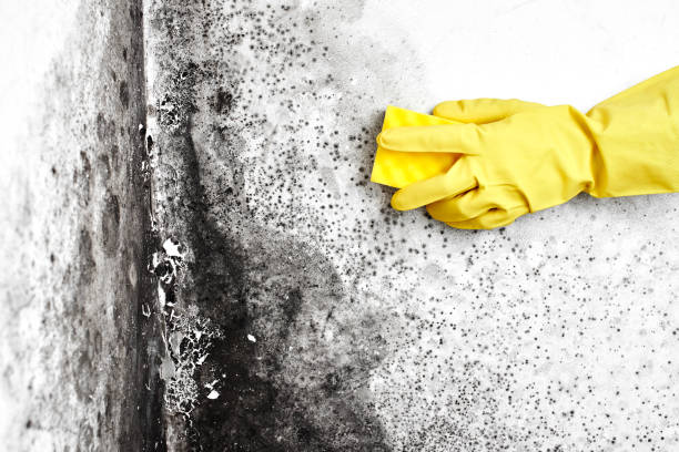  Noroton Heights, CT Mold Removal Pros