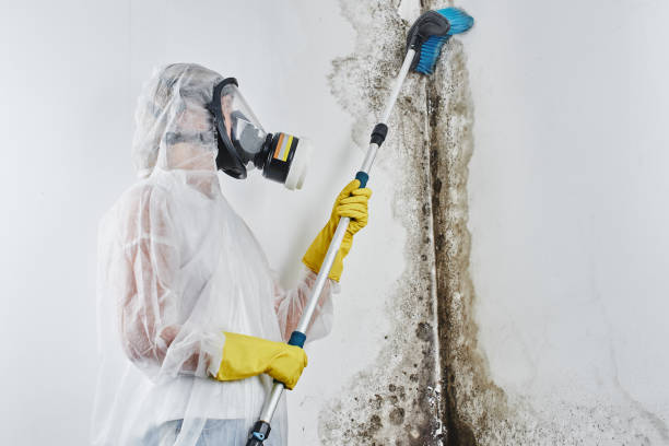 Noroton Heights, CT Mold Remediation Company