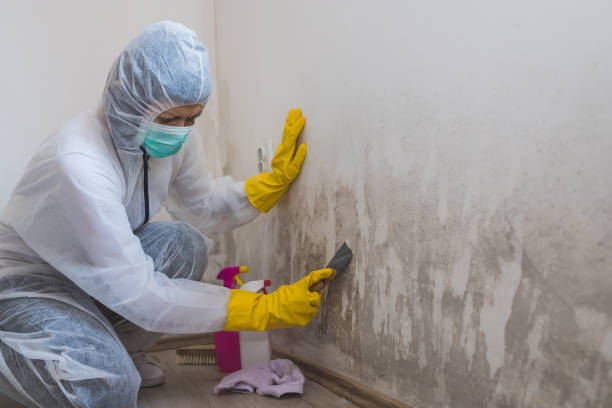 Best White Mold Remediation in Noroton Heights, CT