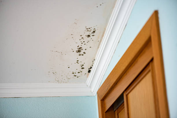 Best Kitchen Mold Remediation in Noroton Heights, CT