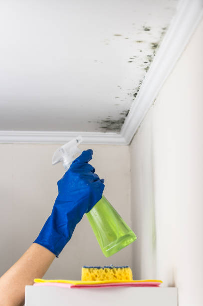 Noroton Heights, CT Mold Remediation Company